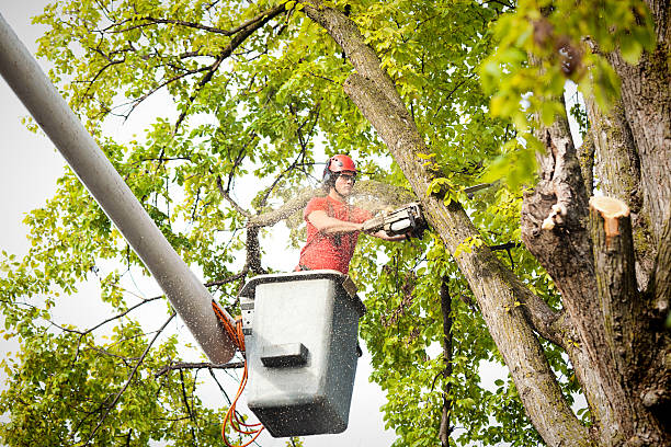 Tree Care Services